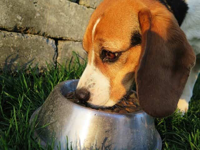 cooking with dogs