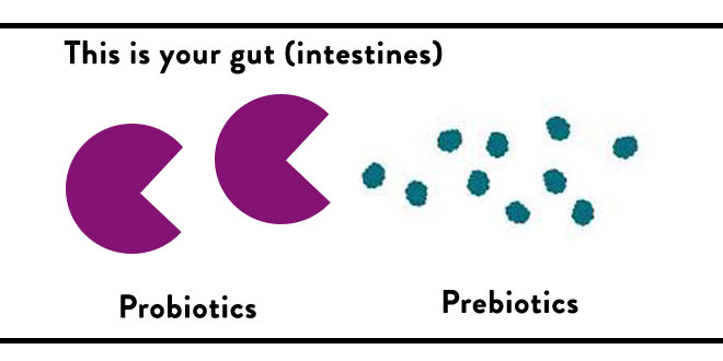 probiotics vs prebiotics