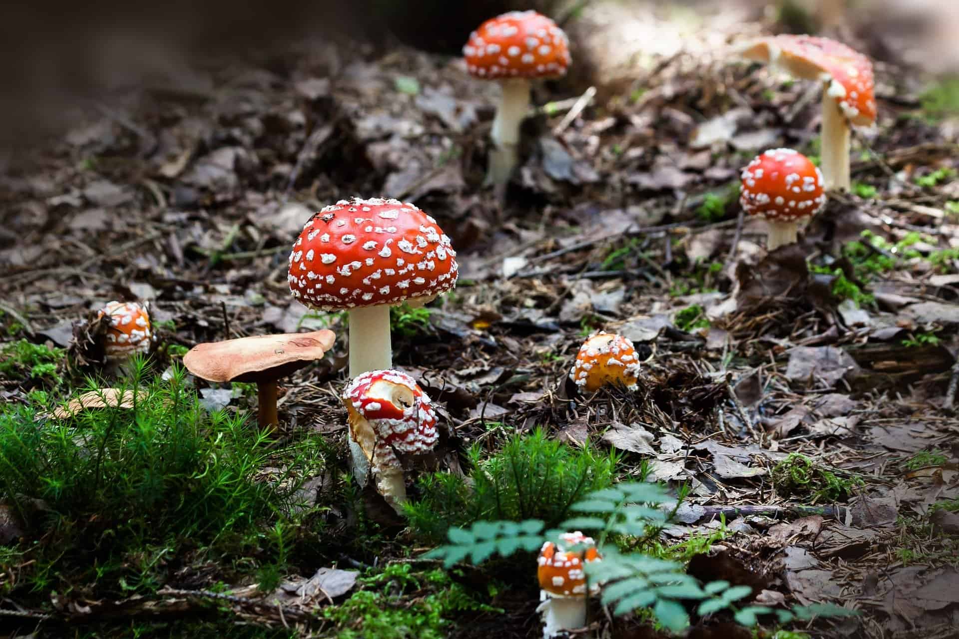 minecraft mushroom