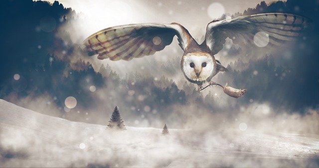 Owl 5e