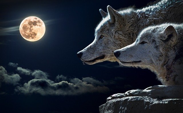 Giant Wolf 5e