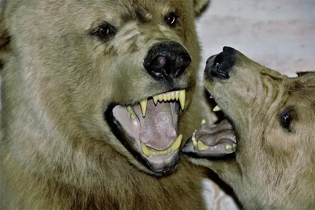 Cave bear 5e vs. Polar bear in d&d Monster Manual