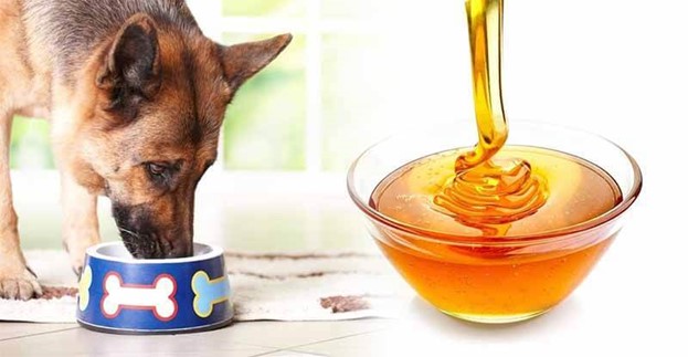 Is Chewy dog food and honey good for dogs?