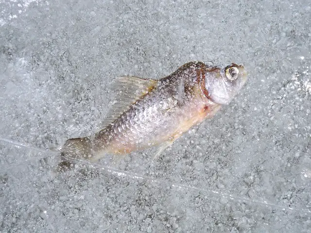 Ice fishing vs. regular fishing