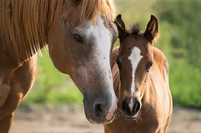 What Should You Consider When Comparing Horse Insurance Companies?
