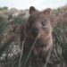 Quokkas as pets | Feeding and living habits