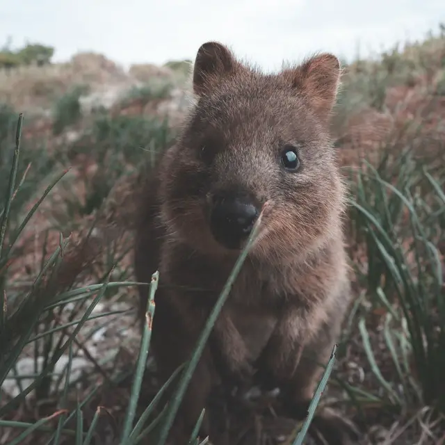 Quokkas as pets | Feeding and living habits
