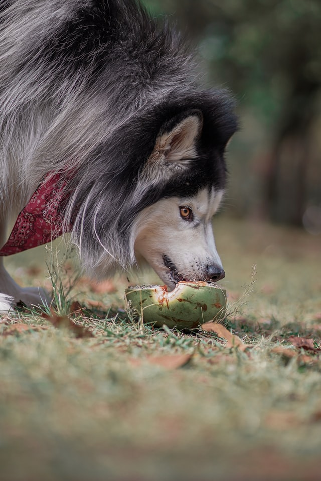 Can dogs drink coconut water, coconut milk and eat coconut meat?