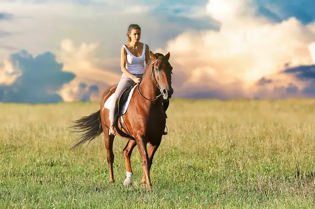 How much is horse insurance per month?