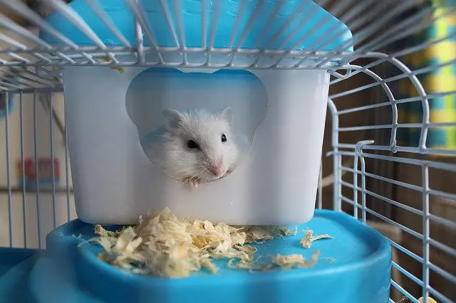Why does a hamster need 450 square inch cage | 5 best cages for Syrian Hamster