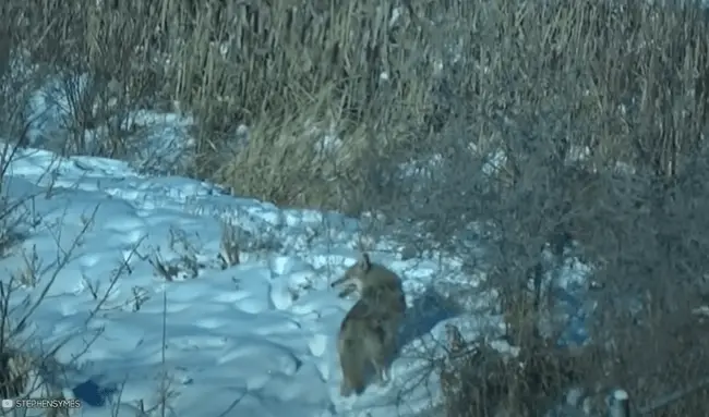 Will a coyote attack humans and pets at night? Do coyotes travel in packs?