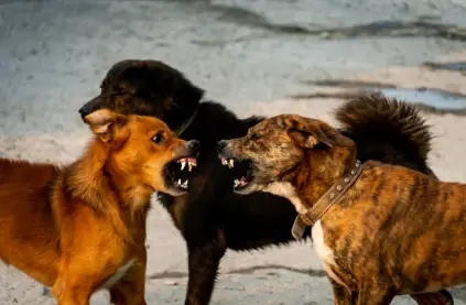 Why Are My Dogs Fighting All Of A Sudden For Dominance? How To Stop Them?