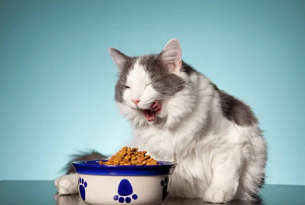 Is it Cheaper to Make Your Own Cat Food at Home?