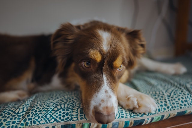Is Your Dog Throwing Up Yellow Bile at Night?