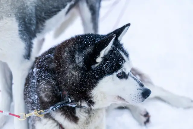 Do Huskies Like the Cold?