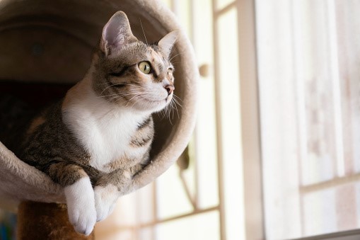 7 Ways To Keep Cats Safe At Home