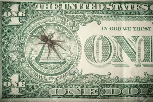 Is There a Spider on the Dollar Bill?