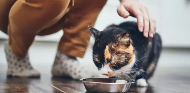 What is the Best Homemade Food For Cats?