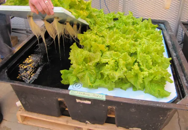 The Best Hydroponics Setup For Beginners