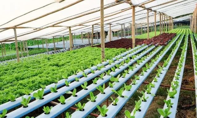 Which Hydroponic Farming At Home Kit Should You Buy?