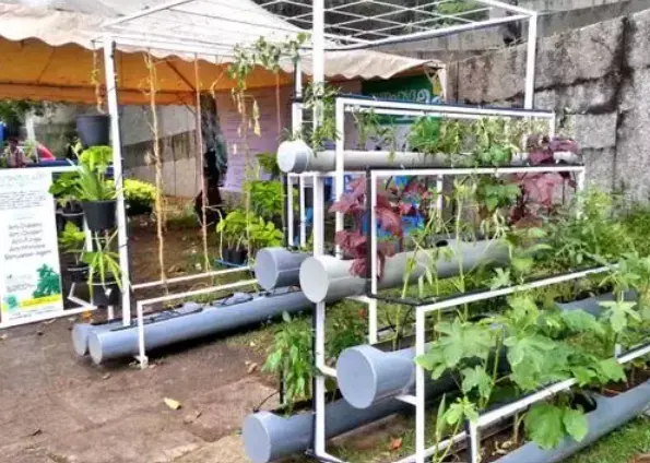 Cost to Set Up Hydroponic Farming at Home