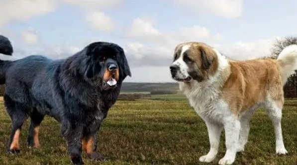 Is the Tibetan Mastiff or Saint Bernard the Biggest and Strongest Dog in the World?