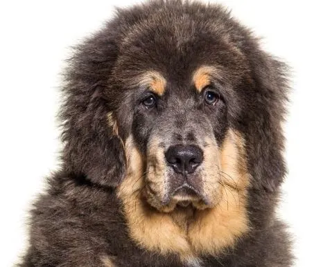 Is the Tibetan Mastiff or Saint Bernard the Biggest and Strongest Dog in the World?