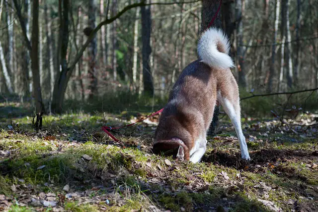 How to Judge a Husky Tail?