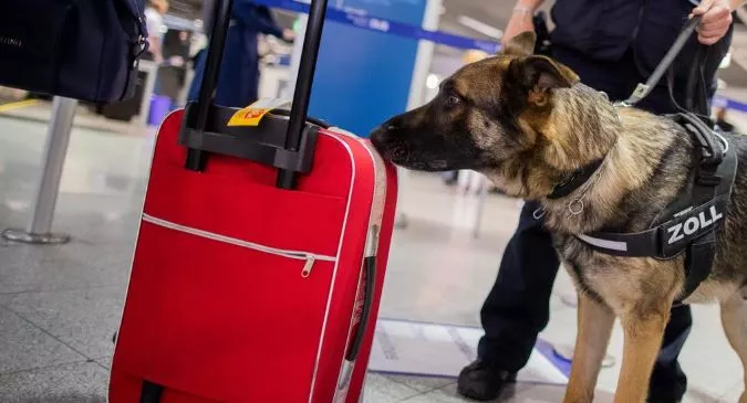 Can Drug Dogs Smell Through Vacuum Sealed Bags?