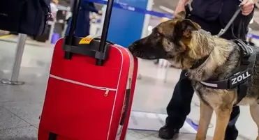 can drug dogs smell through sealed containers