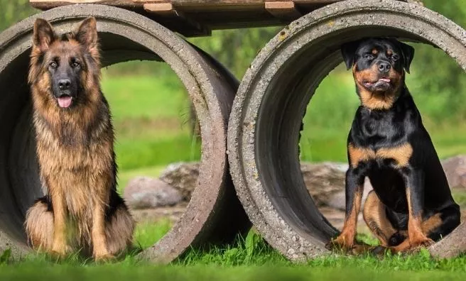 Are German Shepherds Or Rottweilers Good Guard Dogs?
