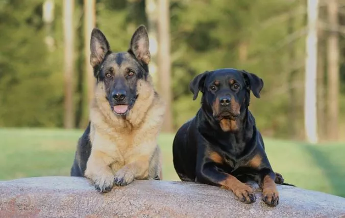 Are German Shepherds Or Rottweilers Good Guard Dogs?