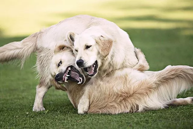 Should You Let Dogs Fight It Out?