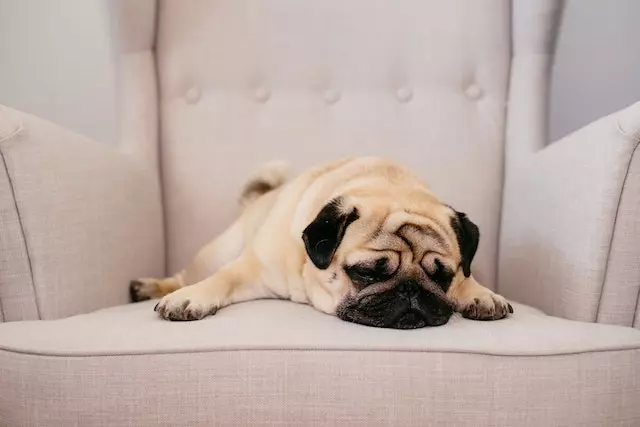 Why Do Pugs Have Short Snores?