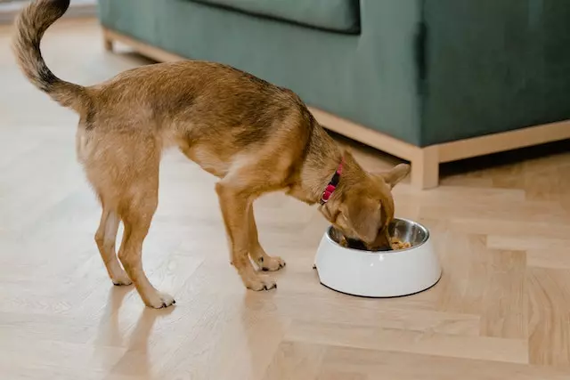 Causes of Your Dog Bobbing Head Around Food Bowl