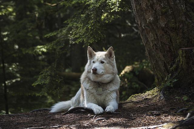 Are Siberian Huskies Related to Wolves?
