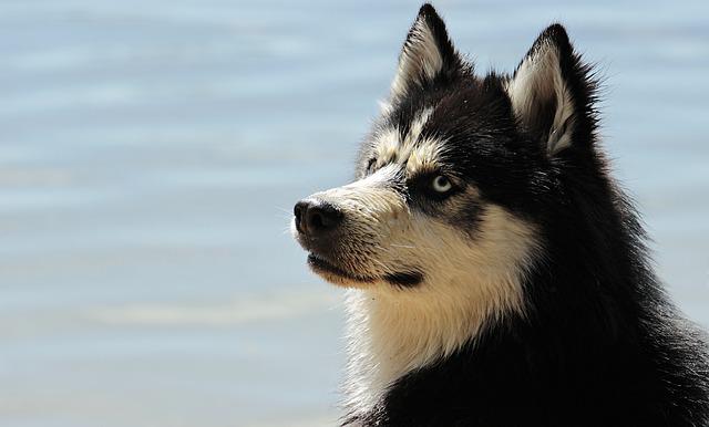 Why Do Huskies Have Curly Tails?