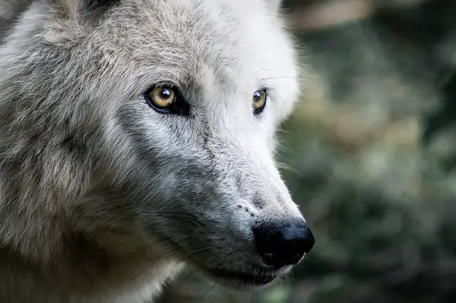 Are Huskies Part Wolf?