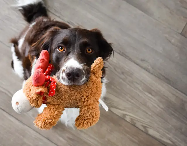 5 Ways to Show Your Pet Some Love This Holiday Season