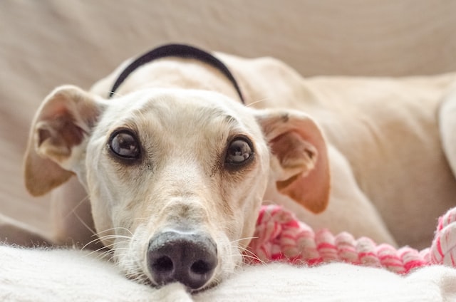 8 Best Dogs That Bark The Least