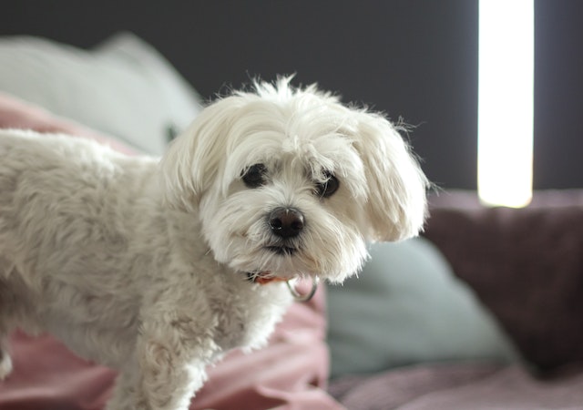 8 Easiest Dogs To Take Care Of For Busy Owners