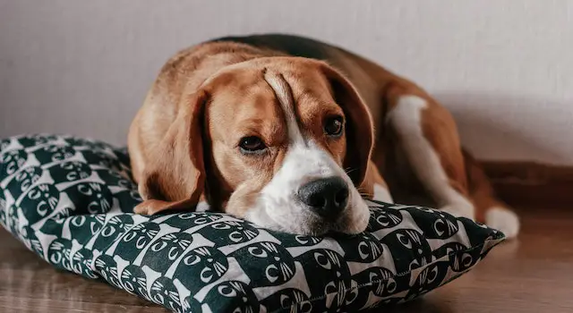 8 Best Medium Sized Dog Breeds For Apartment Living