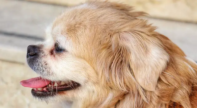 8 Best Small Quiet Low-Maintenance Dogs For Busy Owners 
