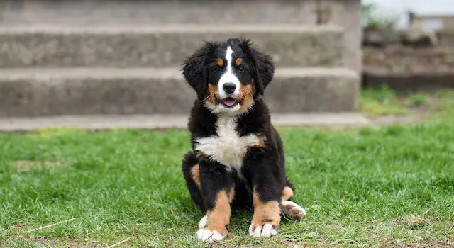 8 Best Low Maintenance Dogs For First Time Owners