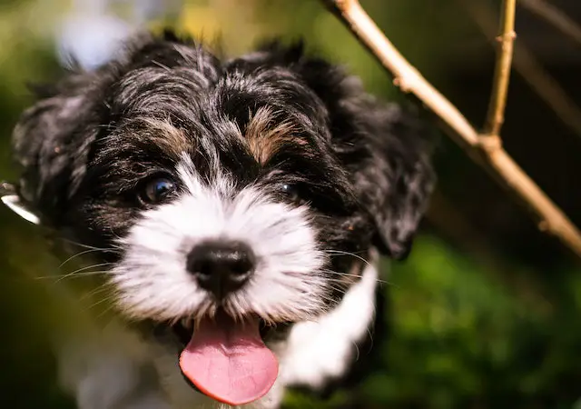 8 Easiest Dogs To Take Care Of For Busy Owners