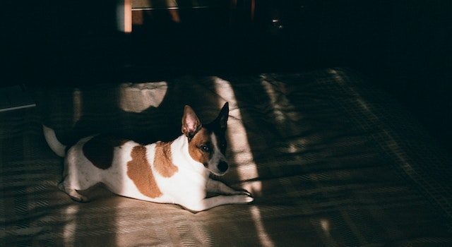 8 Best Apartment Dogs For Full Time Workers