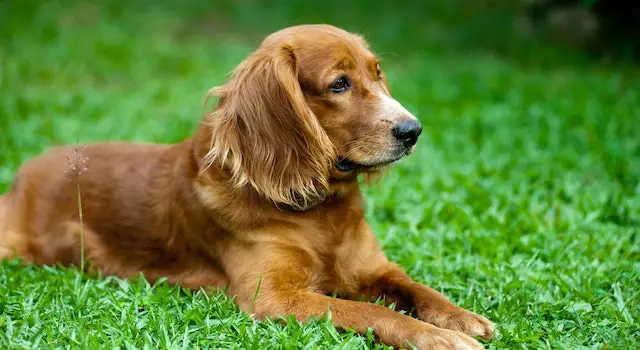 8 Best Low Maintenance Dogs For First Time Owners