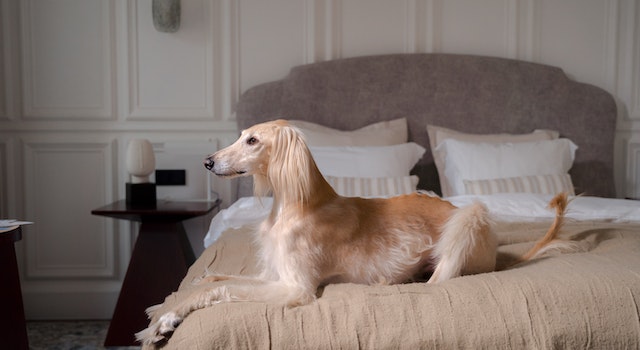 8 Best Apartment Dogs For Full Time Workers