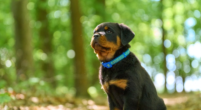 Do Rottweilers Shed, Drool? Do They Growl When Happy?