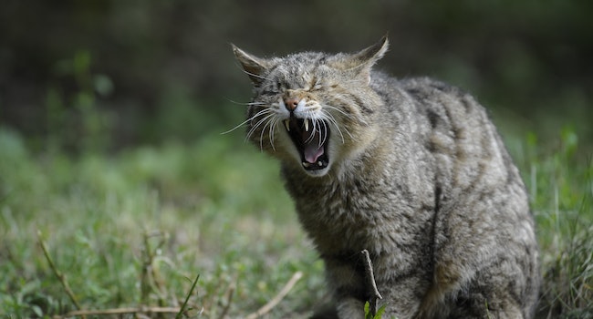 Tips To Stop Cat-on-Cat Aggression